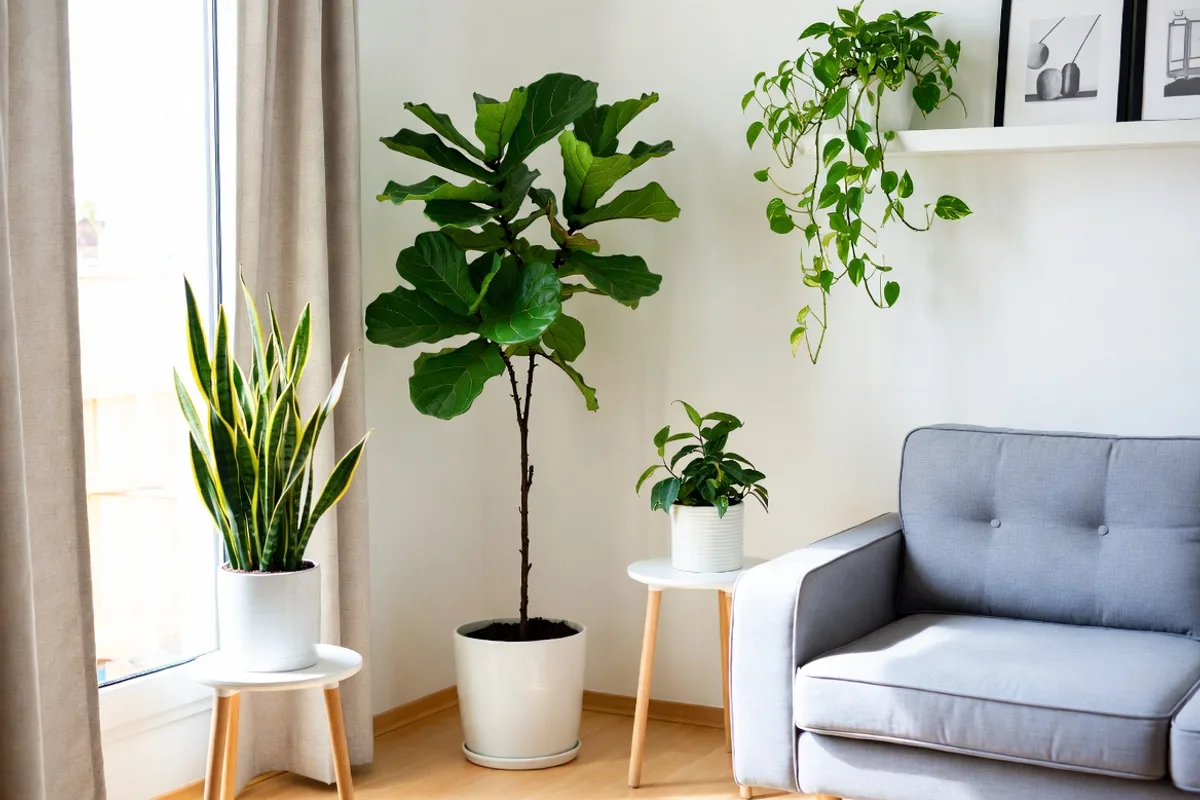 Small living room with tall fiddle-leaf fig, snake plant, and trailing pothos adding life and openness